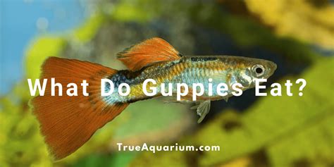 What do Guppies Eat .